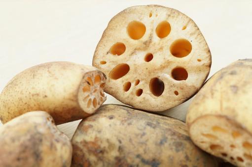 土付きレンコン　加賀蓮根　加賀野菜 レンコン,れんこん,加賀蓮根の写真素材