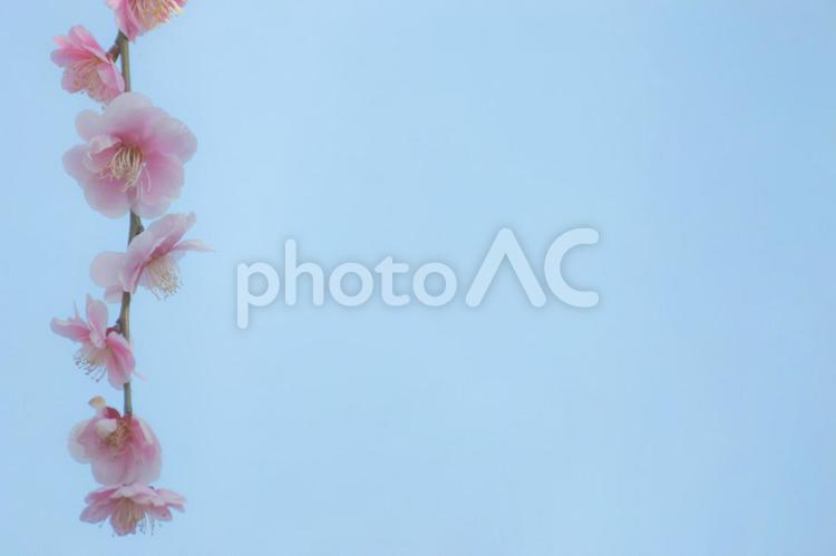梅の花　和の趣き 年賀状,しだれ梅,梅の写真素材