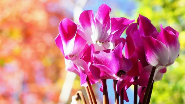 シクラメン-154 シクラメン,ショッキングピンク,赤紫色の写真素材