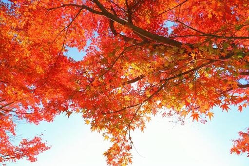 もみじ　紅葉　樹木 もみじ,紅葉,赤色の写真素材