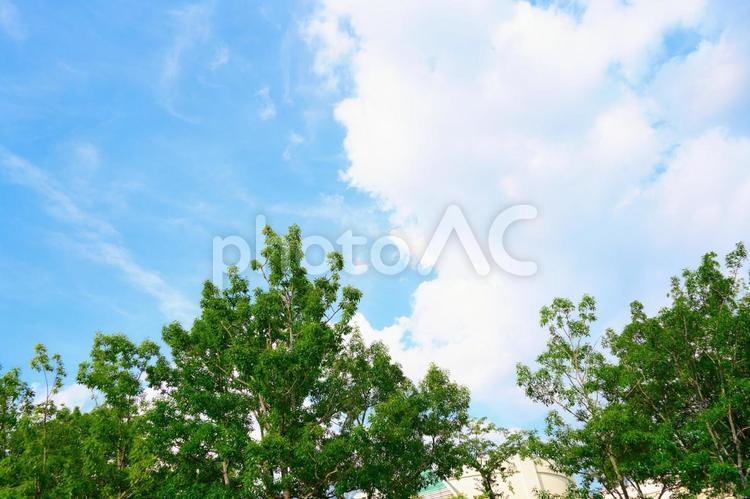夏の青空と木々 空,青空,雲の写真素材