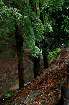 深い緑の森の中で佇む漆黒の木々 森,深緑,枯葉の写真素材