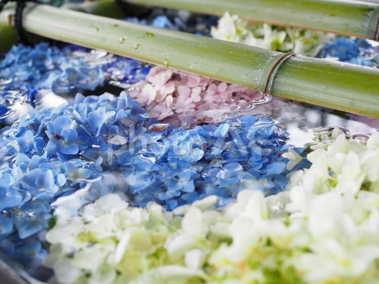 花手水 花手水,紫陽花,梅雨の写真素材