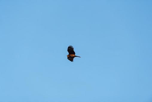 上空から辺りを見回すトビ 上空から辺りを見回すトビ トビ,猛禽類,野鳥の写真素材