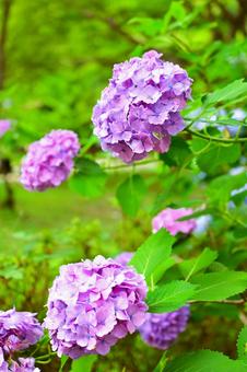 Purple hydrangea blooming in the rainy season sky, JPG Purple hydrangea blooming in the rainy season sky, JPG