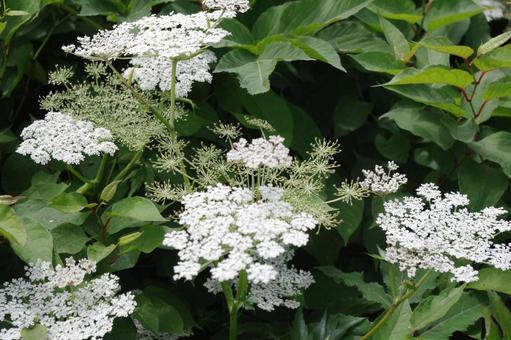 伊吹山に咲く、夏の花模様_オオハナウド 伊吹山に咲く、夏の花模様_オオハナウド オオハナウド,伊吹山,滋賀の写真素材