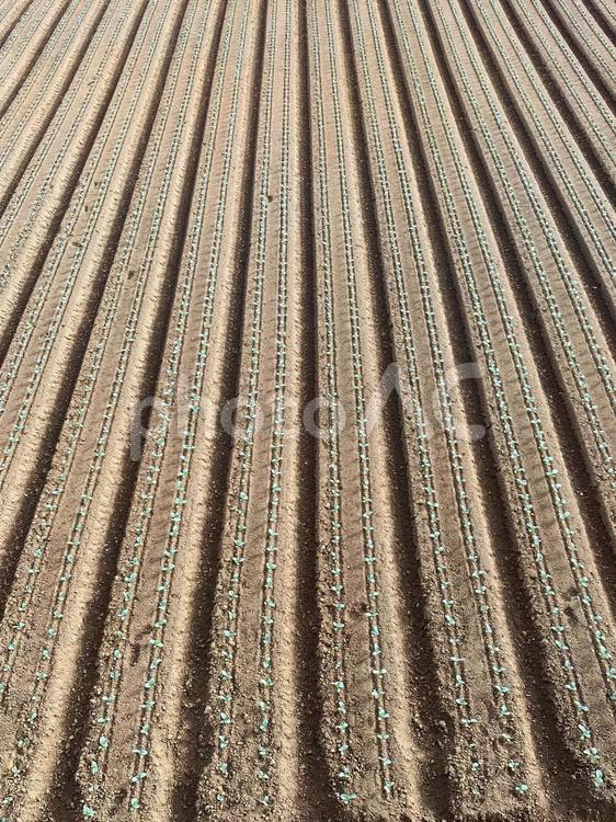 畑植えつけ1 ブロッコリー,畑,素材の写真素材