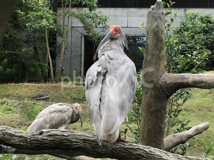 美しい鳥朱鷺（トキ）絶滅危惧種 トキ,朱鷺,ときの写真素材