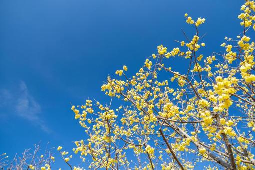 青空に映える満開のロウバイ 青空に映える満開のロウバイ ロウバイ,花,黄色の写真素材