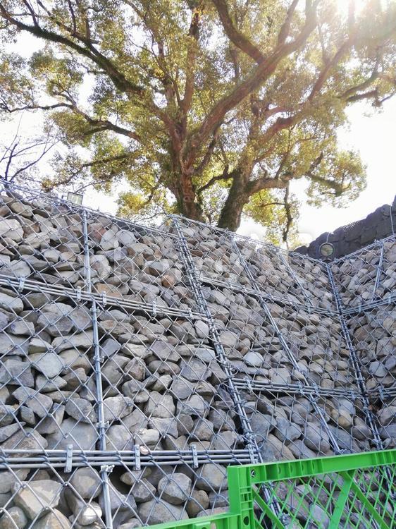 熊本城石垣 熊本城,石垣,復興中の写真素材