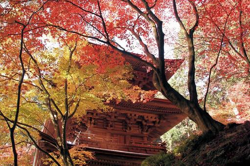 湖東三山金剛輪寺の紅葉と三重塔 湖東三山金剛輪寺の紅葉と三重塔 紅葉,秋,金剛輪寺の写真素材