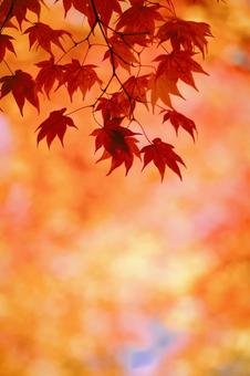 紅葉 紅葉の写真