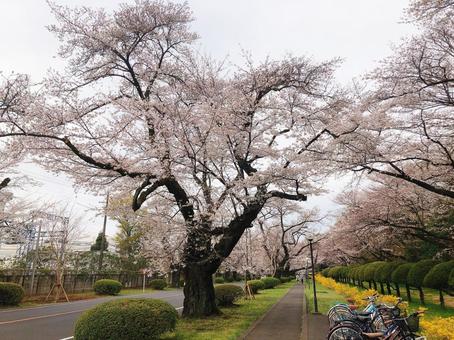 東京、春の桜 日本,東京,春の写真素材
