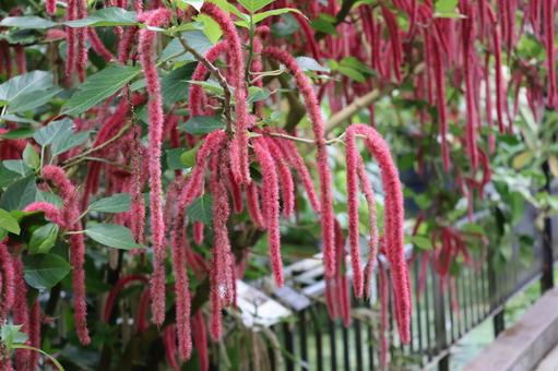ベニヒモノキの赤い花が満開の風景の写真