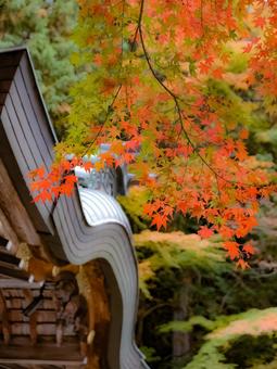 色付く紅葉 紅葉,紅葉グラデーション,秋の写真素材