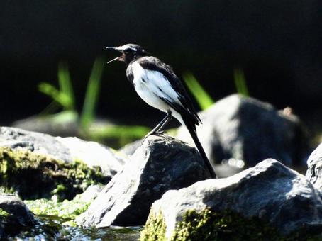 堰石の上で鳴くセグロセキレイ 堰石の上で鳴くセグロセキレイの写真