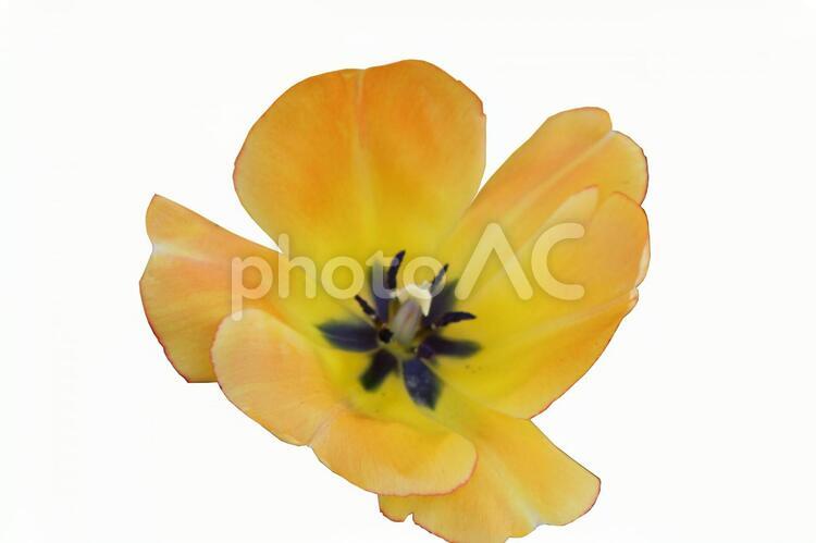 花　切り抜き8 チューリップ,バックグランド,フラワーの写真素材