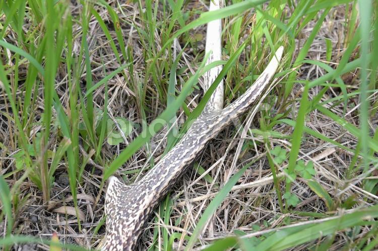 裏山の草刈り中に発見したシカの角 鹿,シカ,角の写真素材