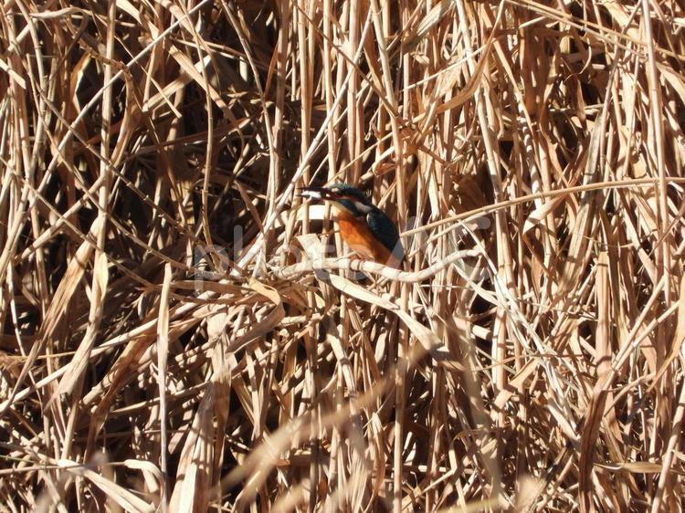 魚を咥えるカワセミ 鳥,野鳥,カワセミの写真素材