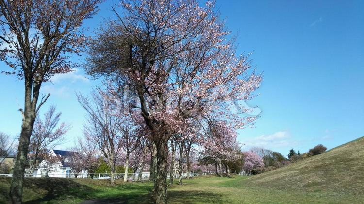 桜の風景 05 桜,春,四月の写真素材