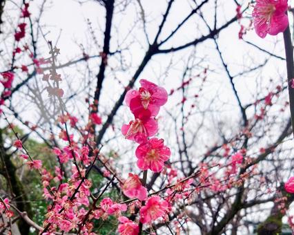 雨の日の梅花 雨の日の梅花 梅,梅花,雨の写真素材