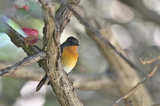 ムギマキ ムギマキ,スズメ目,ヒタキ科の写真素材