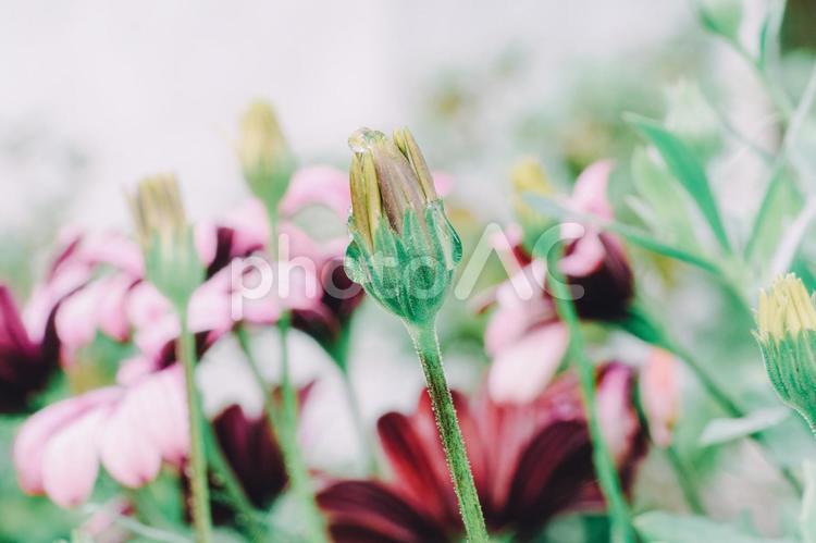雨上がりのマーガレット 花,植物,マーガレットの写真素材