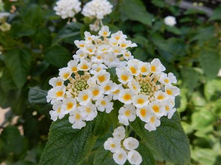 【花の写真】ランタナ（七変化） ランタナ,七変化,植物の写真素材
