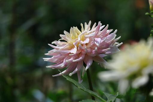 Photo, dahlia, flower, asteraceae plant, 