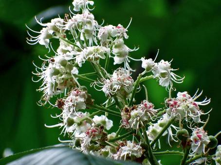 トチノキの花 トチノキの花 トチノキ,花,白い花の写真素材