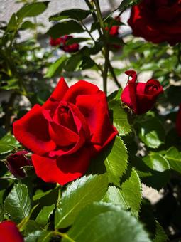 赤いバラの花(シックな雰囲気) 赤いバラの花(シックな雰囲気)の写真