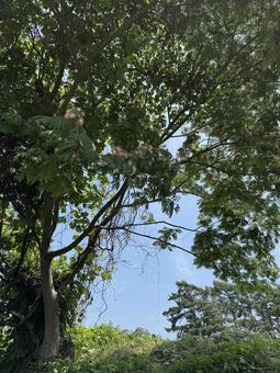 Early summer alder tree, JPG Early summer alder tree, JPG