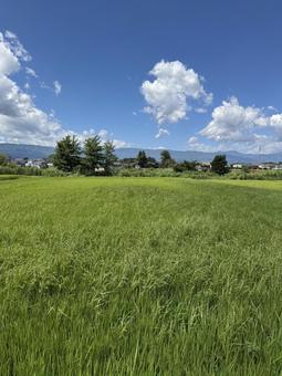 ヒエが生えた夏の田んぼ ヒエが生えた夏の田んぼの写真