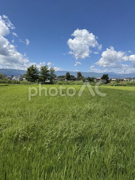 ヒエが生えた夏の田んぼ 稗,ヒエ,田んぼの写真素材