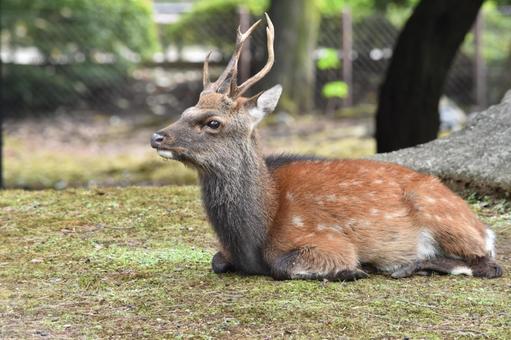 正面を向いて座るヤクシカ(横方向) 正面を向いて座るヤクシカ(横方向)の写真