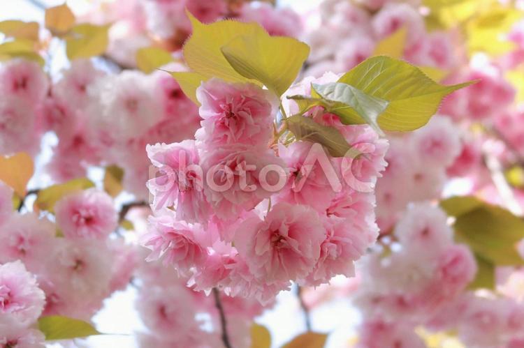 八重桜　ヤエザクラ　春の花　春景色 八重桜,ヤエザクラ,春の花の写真素材