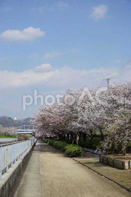 桜並木 チェリー,ブランチ,何人もありませんの写真素材