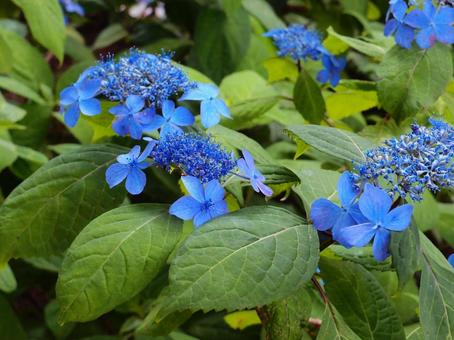 青い紫陽花の写真