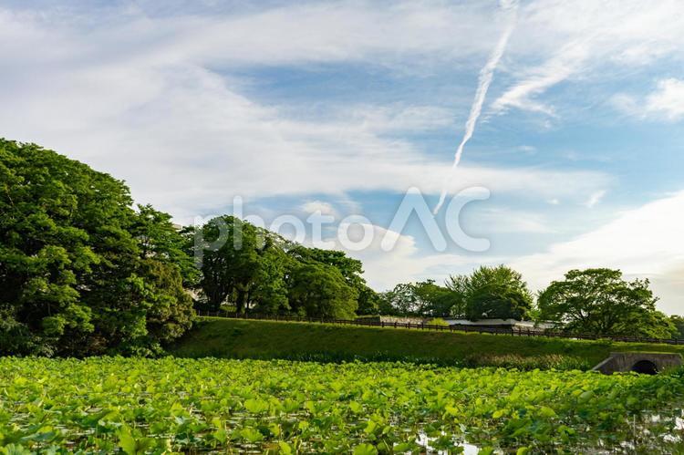 福岡城跡の濠 福岡城,舞鶴公園,福岡の写真素材