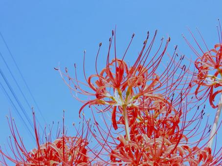 【彼岸花の写真】彼岸花が咲く風景 【彼岸花の写真】彼岸花が咲く風景の写真