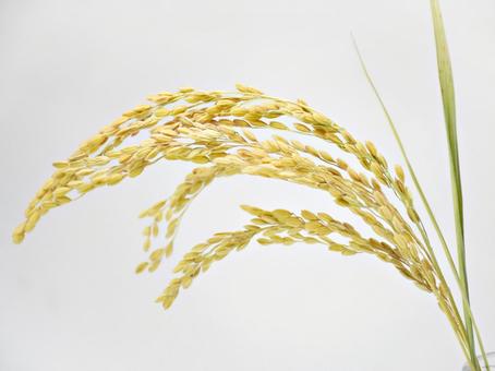 瓶に挿した稲穂 1 瓶に挿した稲穂 1 稲穂,稲,米の写真素材