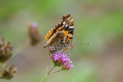 アカタテハ⑷ 蝶,アカタテハ,昆虫の写真素材