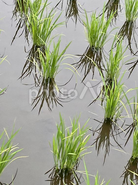 田んぼの稲 植物,自然,風景の写真素材