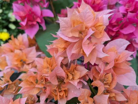 オレンジのブーゲンビリア オレンジのブーゲンビリア ブーゲンビリア,花,flowerの写真素材