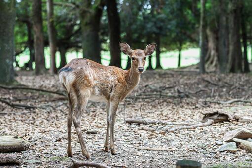 奈良公園の鹿さん4 鹿,奈良公園,世界遺産の写真素材