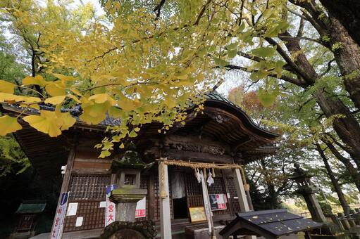 佐賀県みやき町「綾部八幡神社」の銀杏 綾部八幡神社,紅葉,銀杏の写真素材