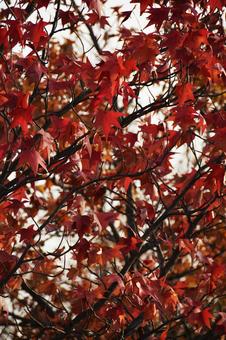 モミジバフウ（紅葉葉楓） モミジバフウ,アメリカソゴウコウノキ,紅葉葉楓の写真素材