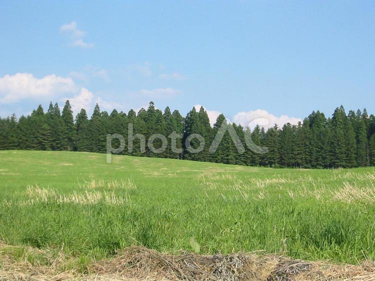 草原と木と空 晴れ,屋外,岩手の写真素材