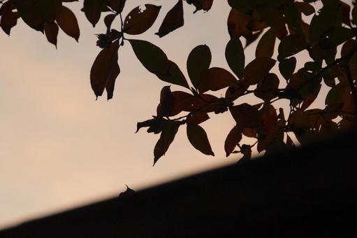 枯葉 木,空,自然の写真素材
