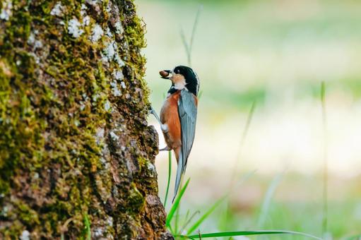 木の実いただき ヤマガラ,野鳥,小鳥の写真素材
